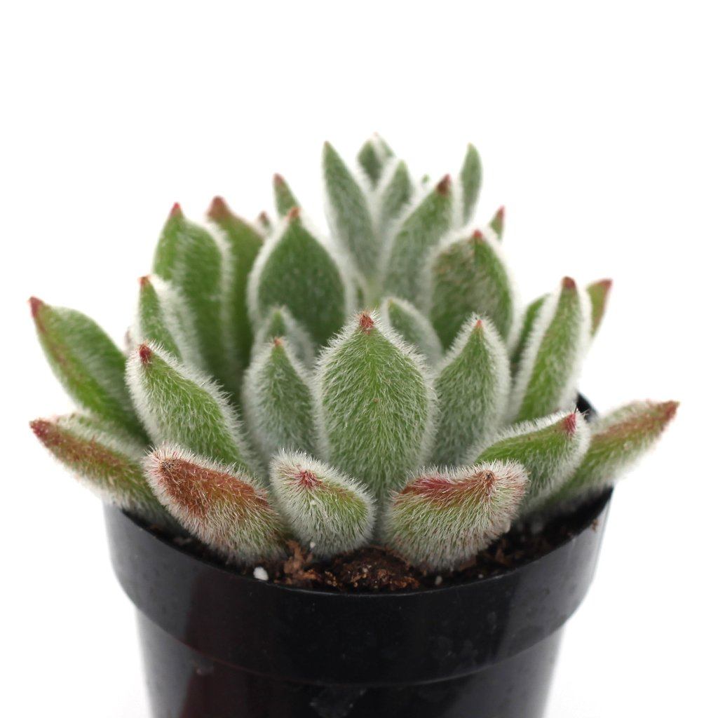 succulent doris taylor Echeveria 'Doris Taylor'