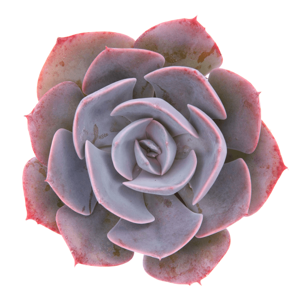 Echeveria 'Dusty Rose' Succulents