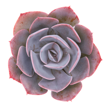 Echeveria 'Dusty Rose' Succulents