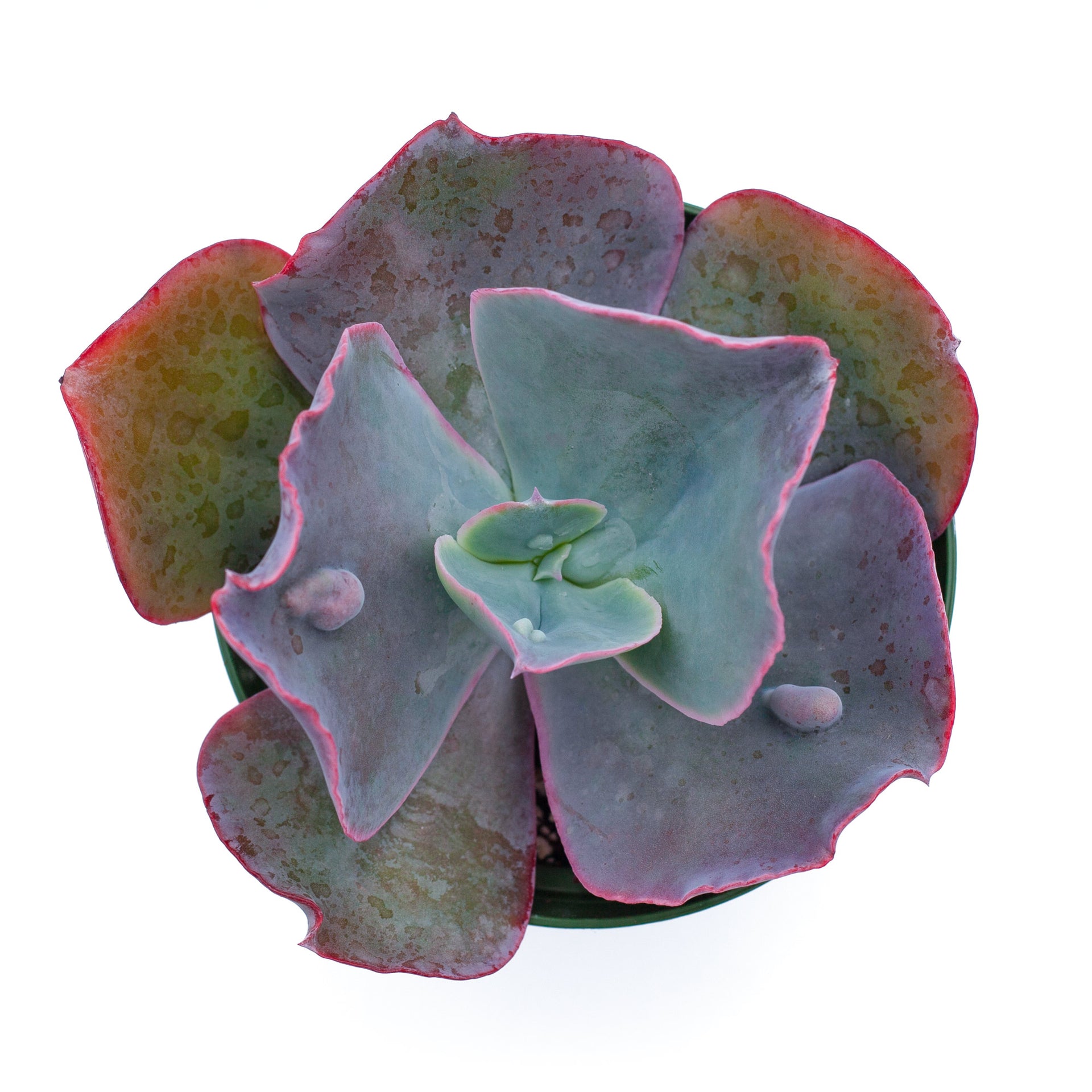 mauna loa succulent Echeveria 'Mauna Loa'