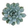 Echeveria 'Mazarine' Succulents