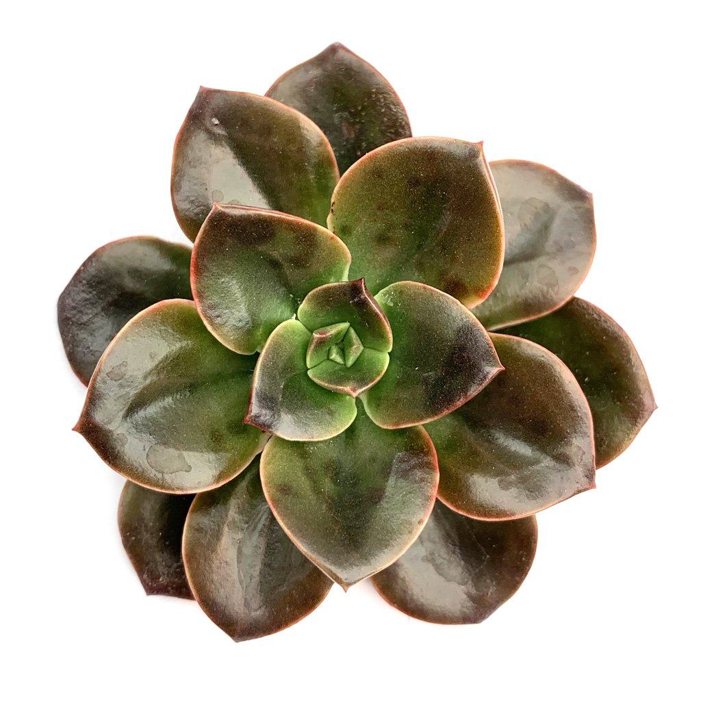 succulent melaco Echeveria 'Melaco'