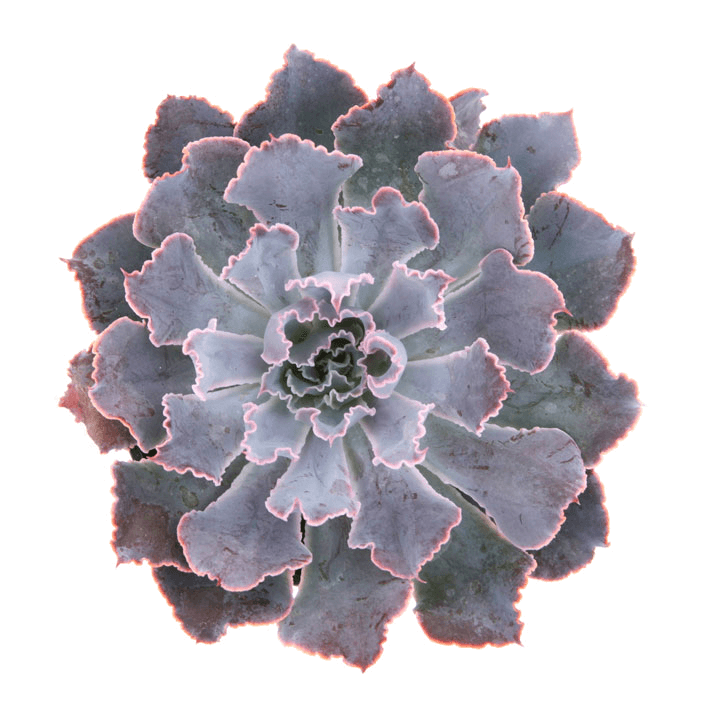 Echeveria 'Misty Lilac' PPAF