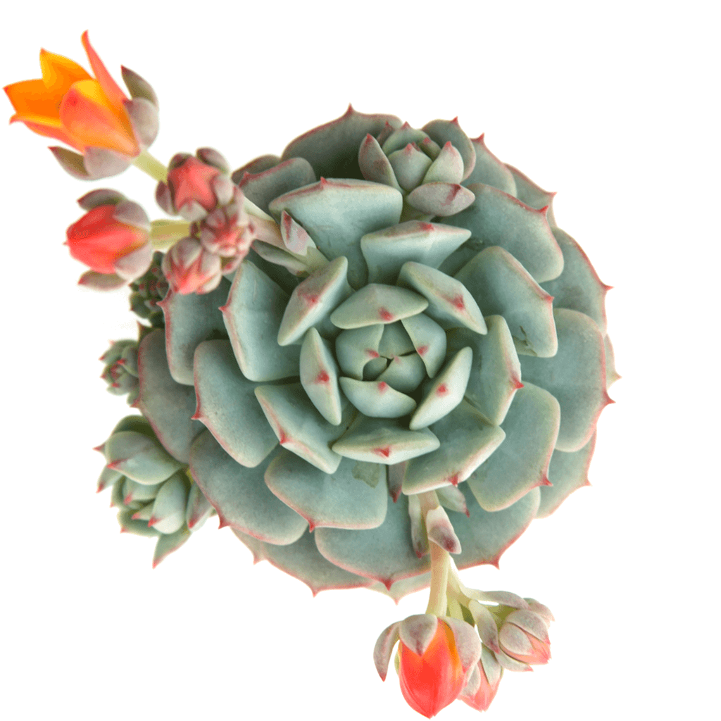Echeveria derenbergii 'Painted Lady' Succulents