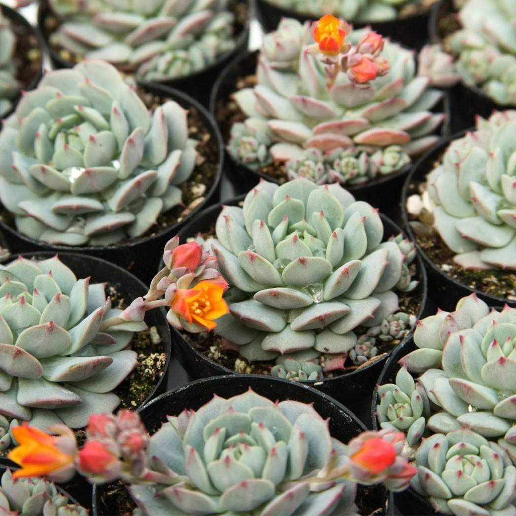painted lady succulent flower Echeveria derenbergii 'Painted Lady'