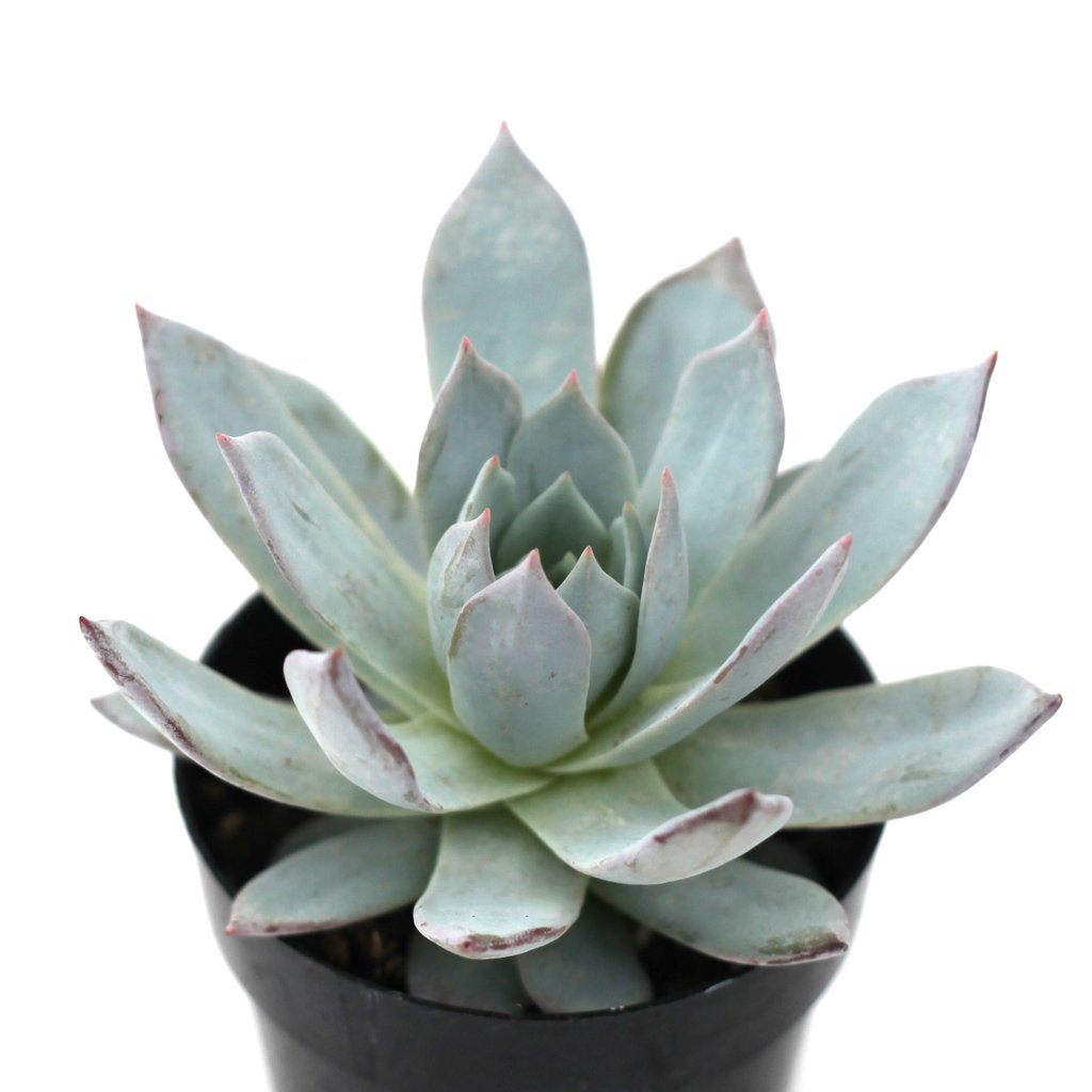 peacockii succulent Echeveria peacockii