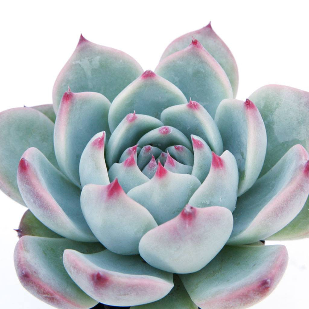 pink tips on succulent Echeveria 'Tippy'
