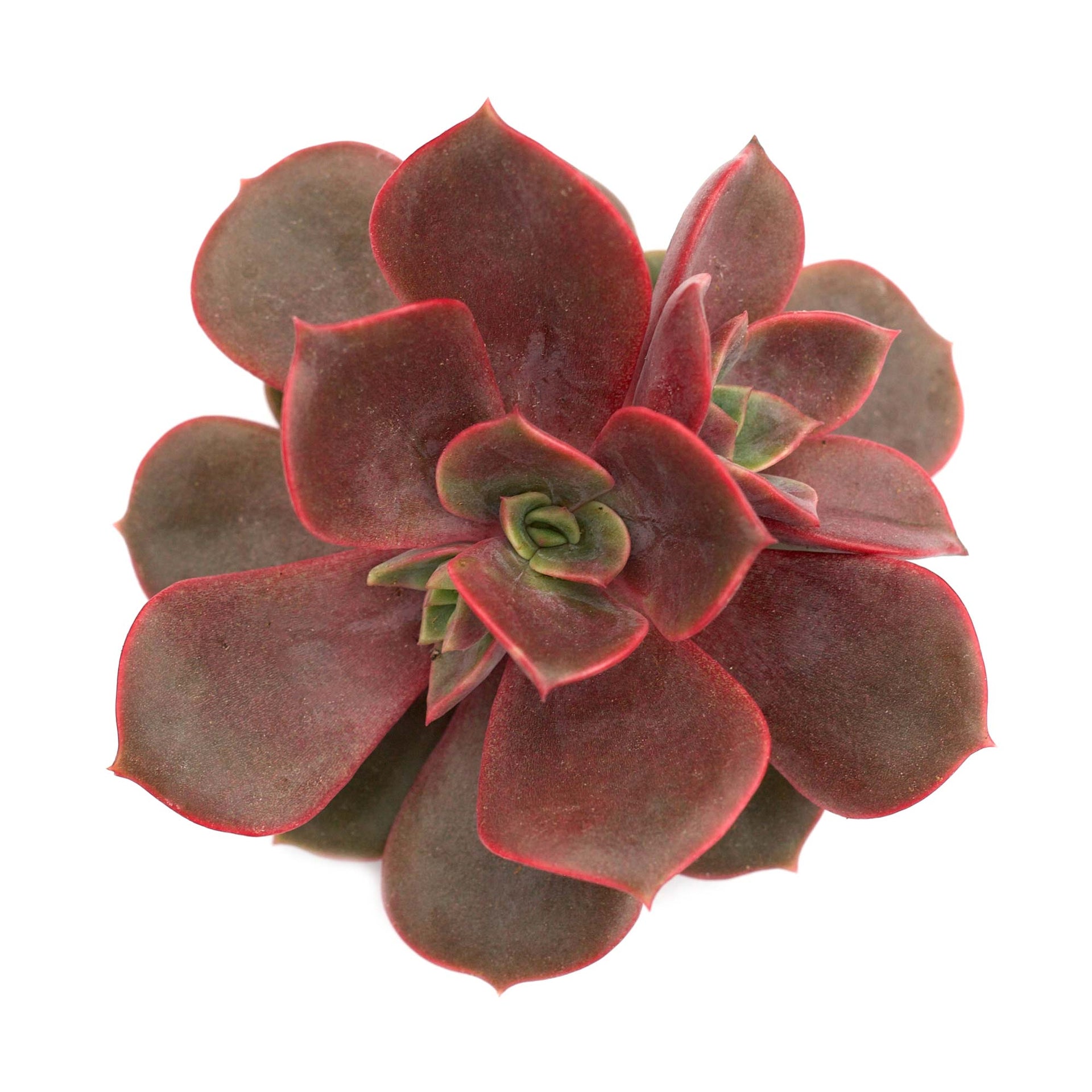 plant red ball from succulent Echeveria Vampire Red Ball