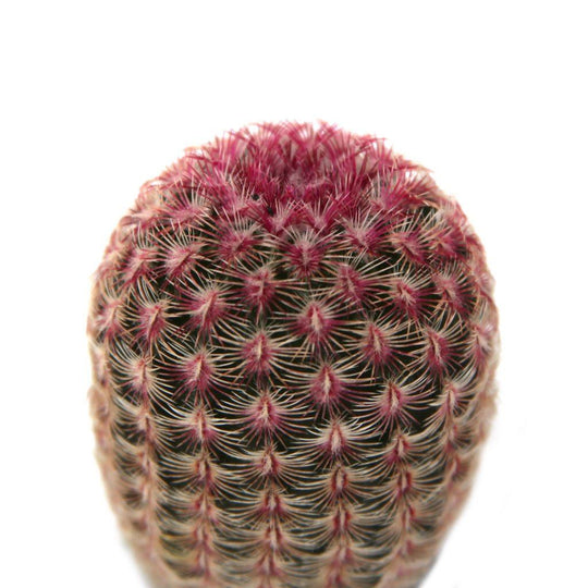 Echinocereus rigidissimus ssp. rubispinus 'Rainbow Hedgehog Cactus'