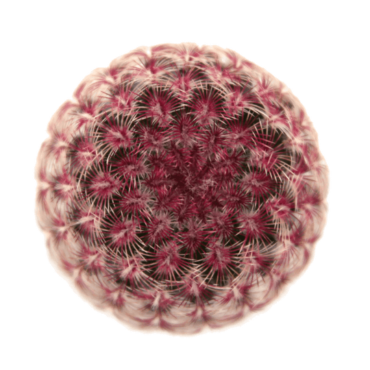 Echinocereus rigidissimus ssp. rubispinus 'Rainbow Hedgehog Cactus'