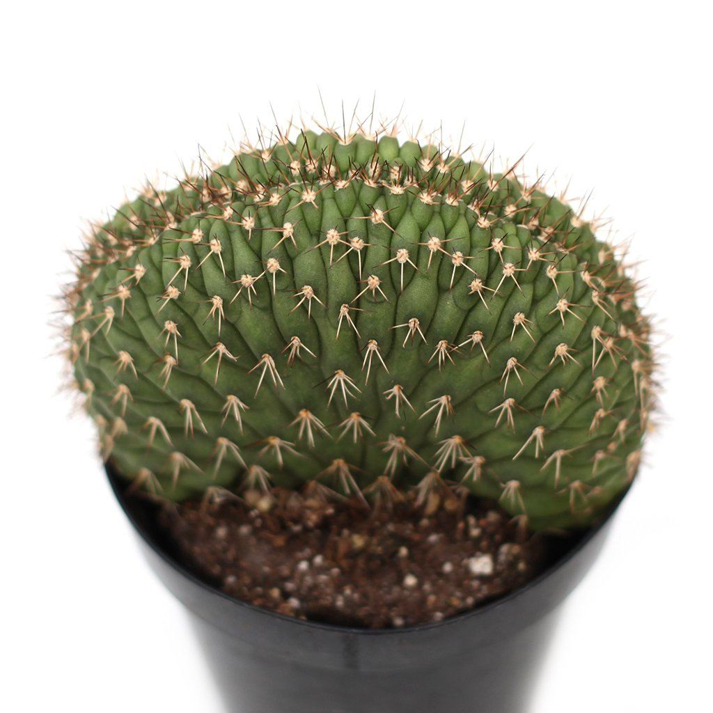 caterpillar succulents Echinopsis 'Caterpillar Cactus'