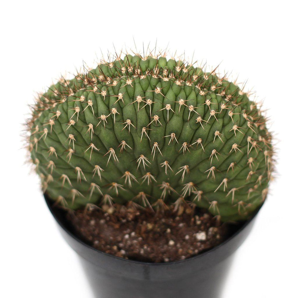 Echinopsis f. cristata 'Caterpillar Cactus'