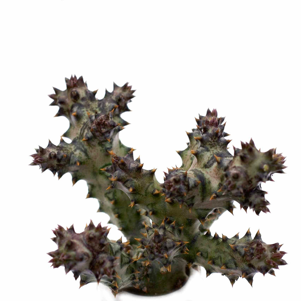 Edithcolea grandis 'Persian Carpet Flower'