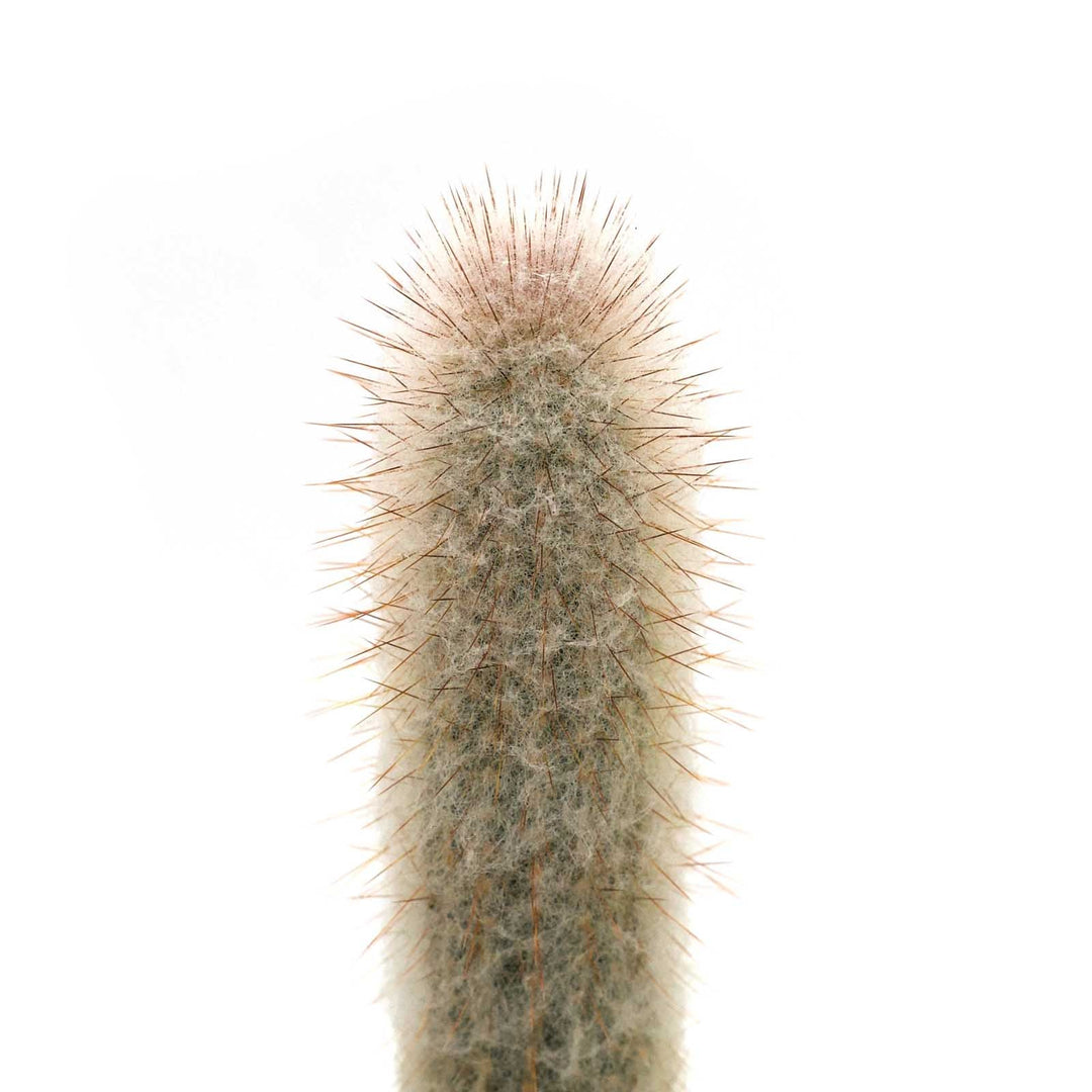 Espostoa lanata 'Snowball Cactus'