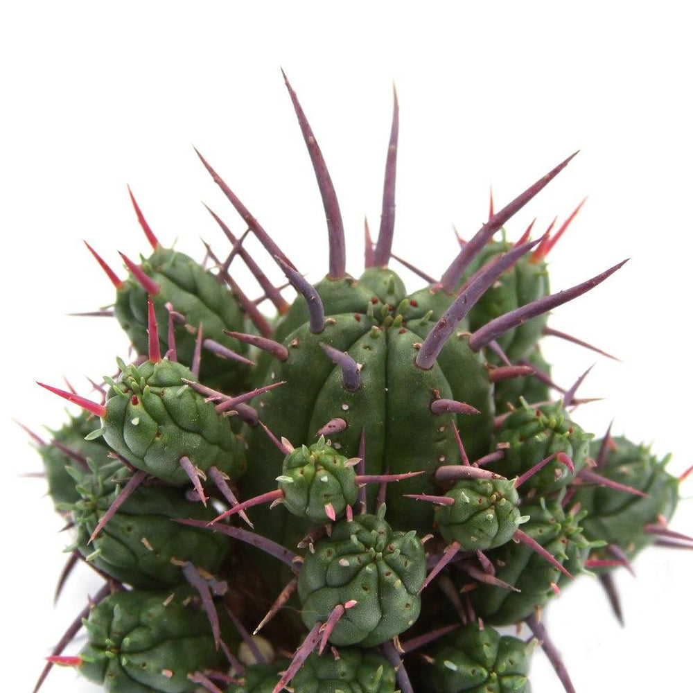 Euphorbia enopla 'Pincushion Euphorbia'
