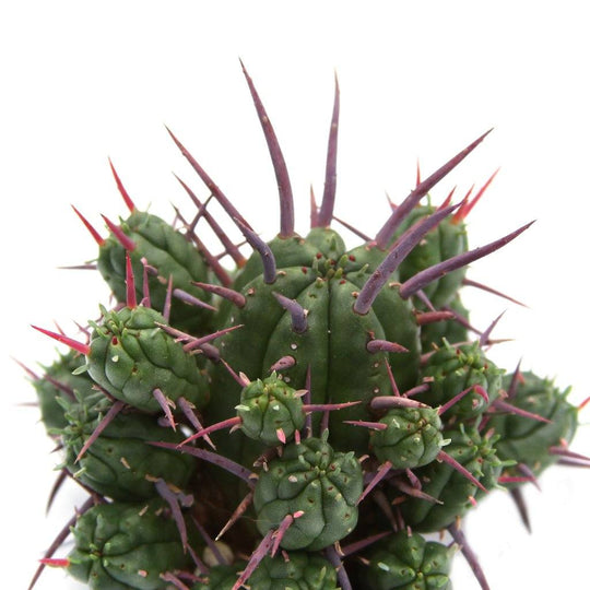 Euphorbia ferox 'Pincushion Euphorbia'