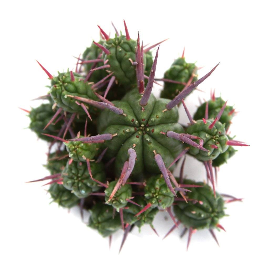 Euphorbia ferox 'Pincushion Euphorbia'