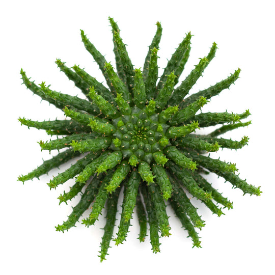 Euphorbia flanangii 'Medusa's Head'