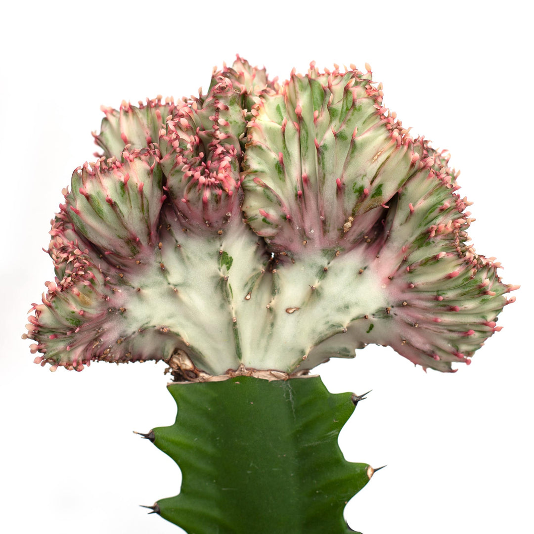 Euphorbia lactea 'Coral Cactus' cristata