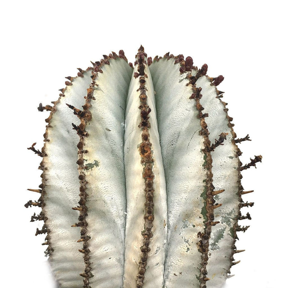 Euphorbia polygona 'Snowflake'