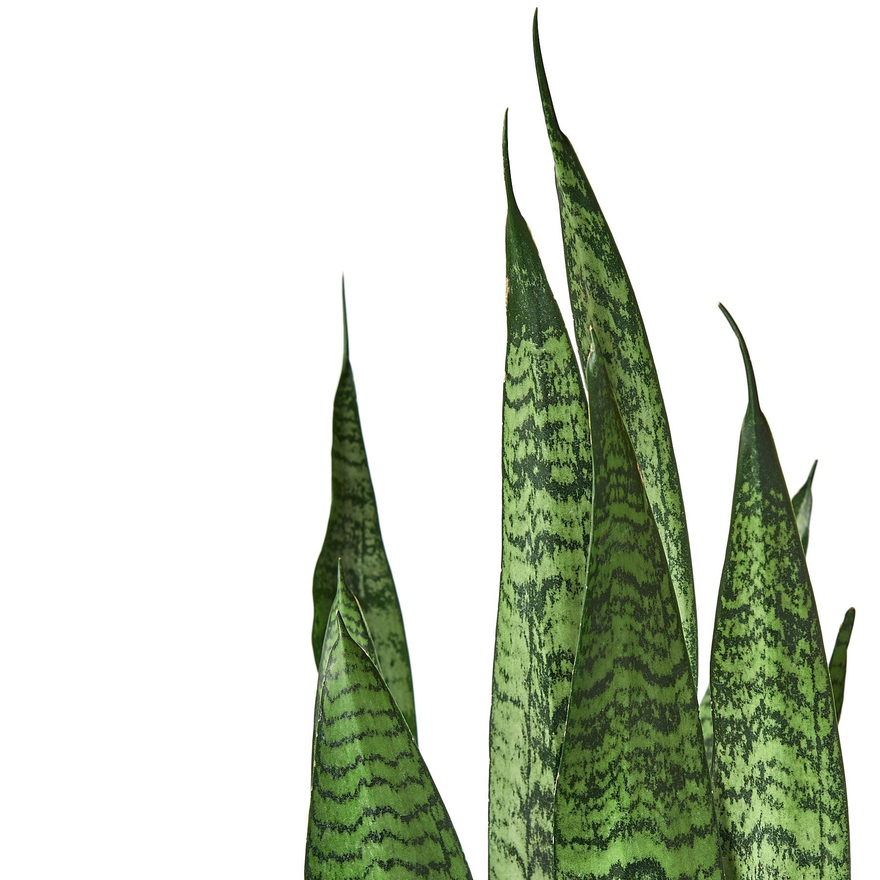 Sansevieria trifasciata 'Zeylanica'