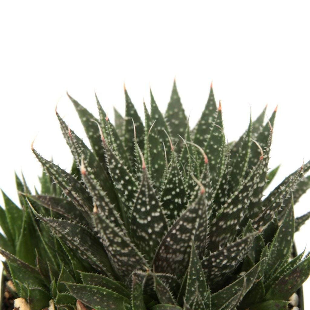 Aloe aristata - Lace Aloe