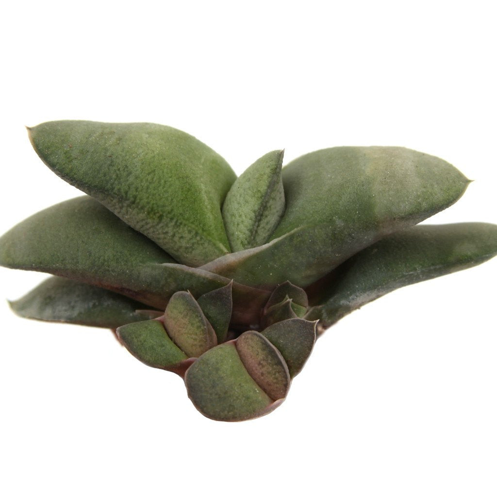 succulent tongue Gasteria glomerata 'Ox Tongue'