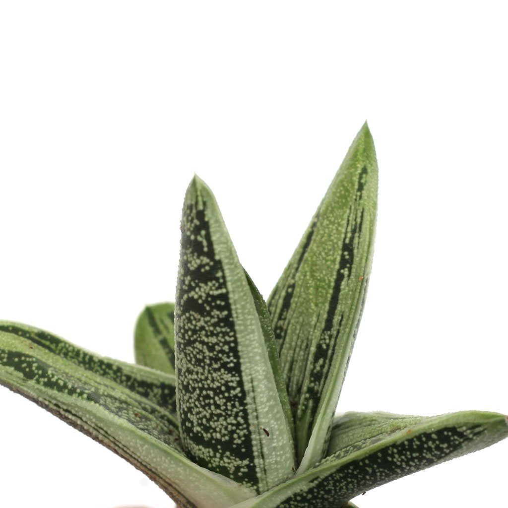 gasteria little warty succulent Gasteria 'Little Warty'