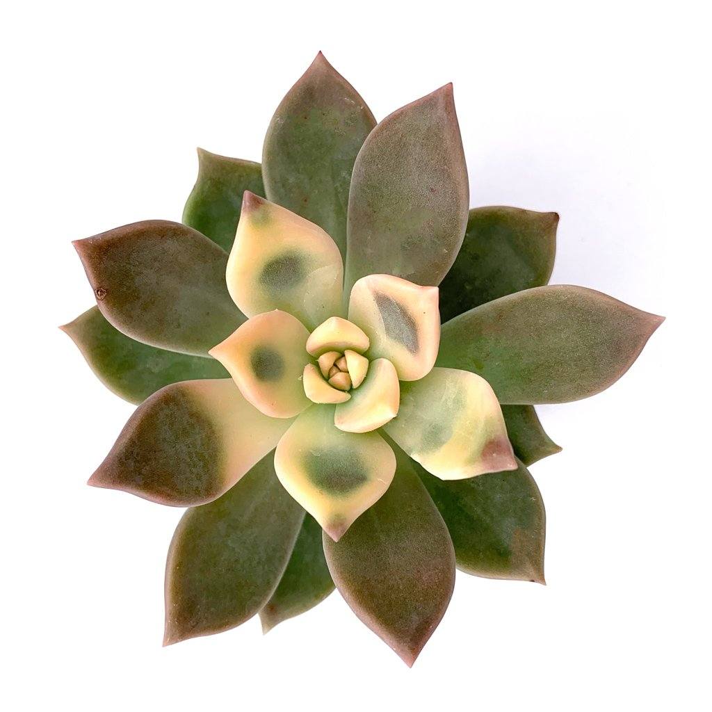 variegated ghost succulent Graptopetalum paraguayense f. variegata 'Variegated Ghost Plant'