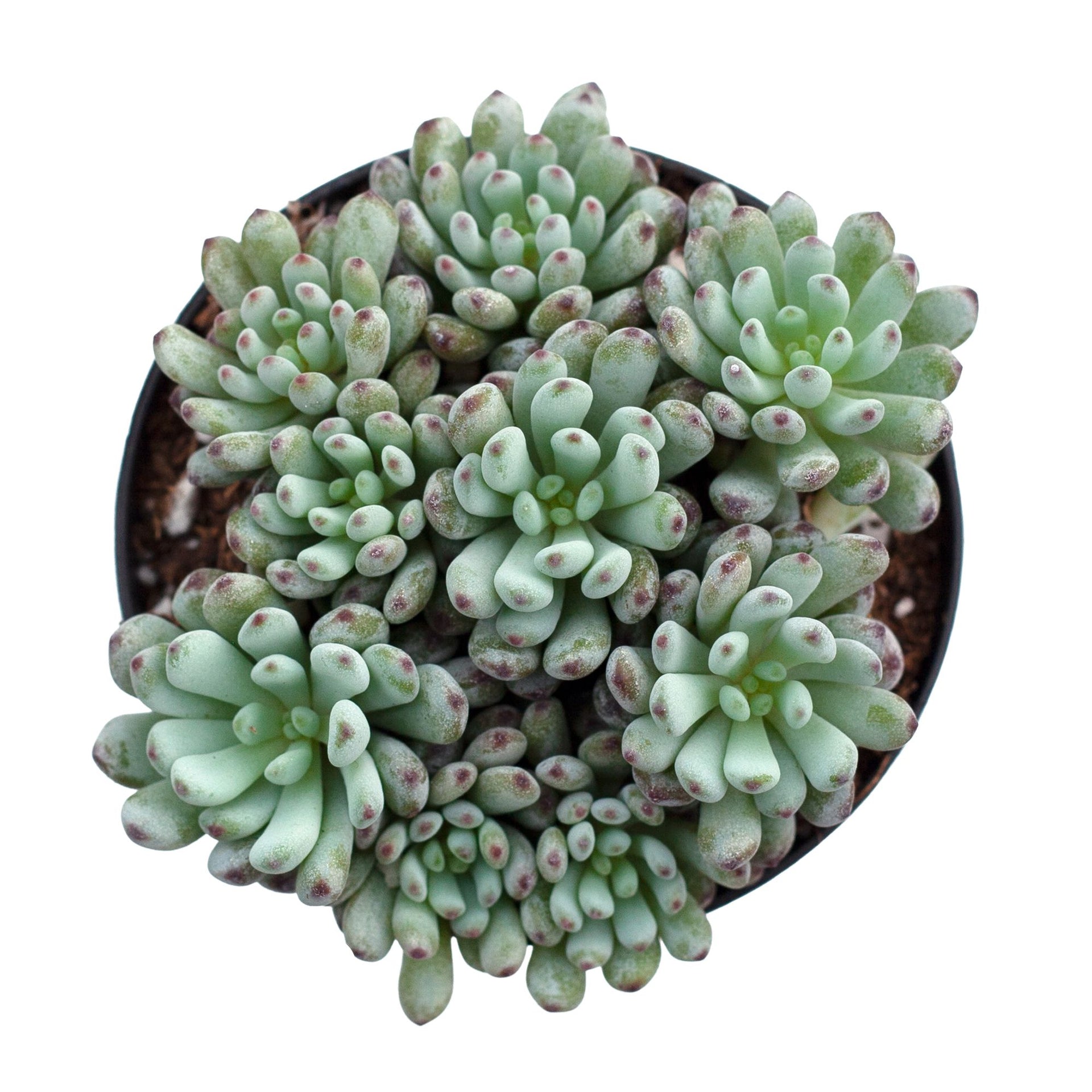 bluebean succulent Graptopetalum pachyphyllum 'Bluebean'
