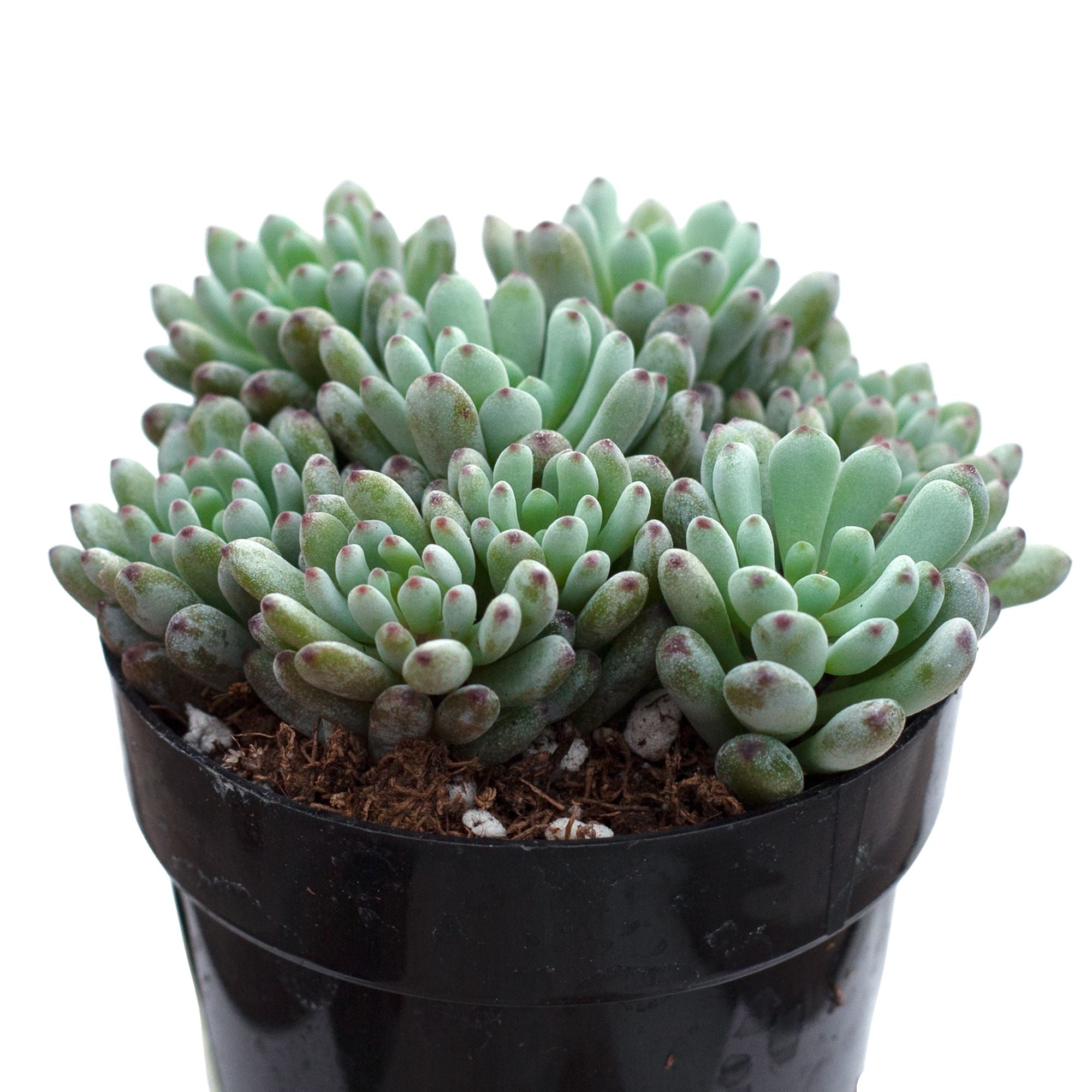 bluebean succulent Graptopetalum pachyphyllum 'Bluebean'
