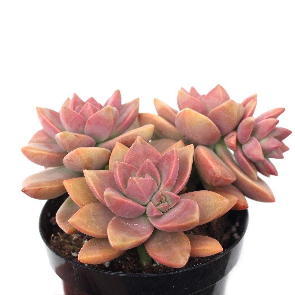 graptosedum california sunset succulent care Graptosedum 'California Sunset'