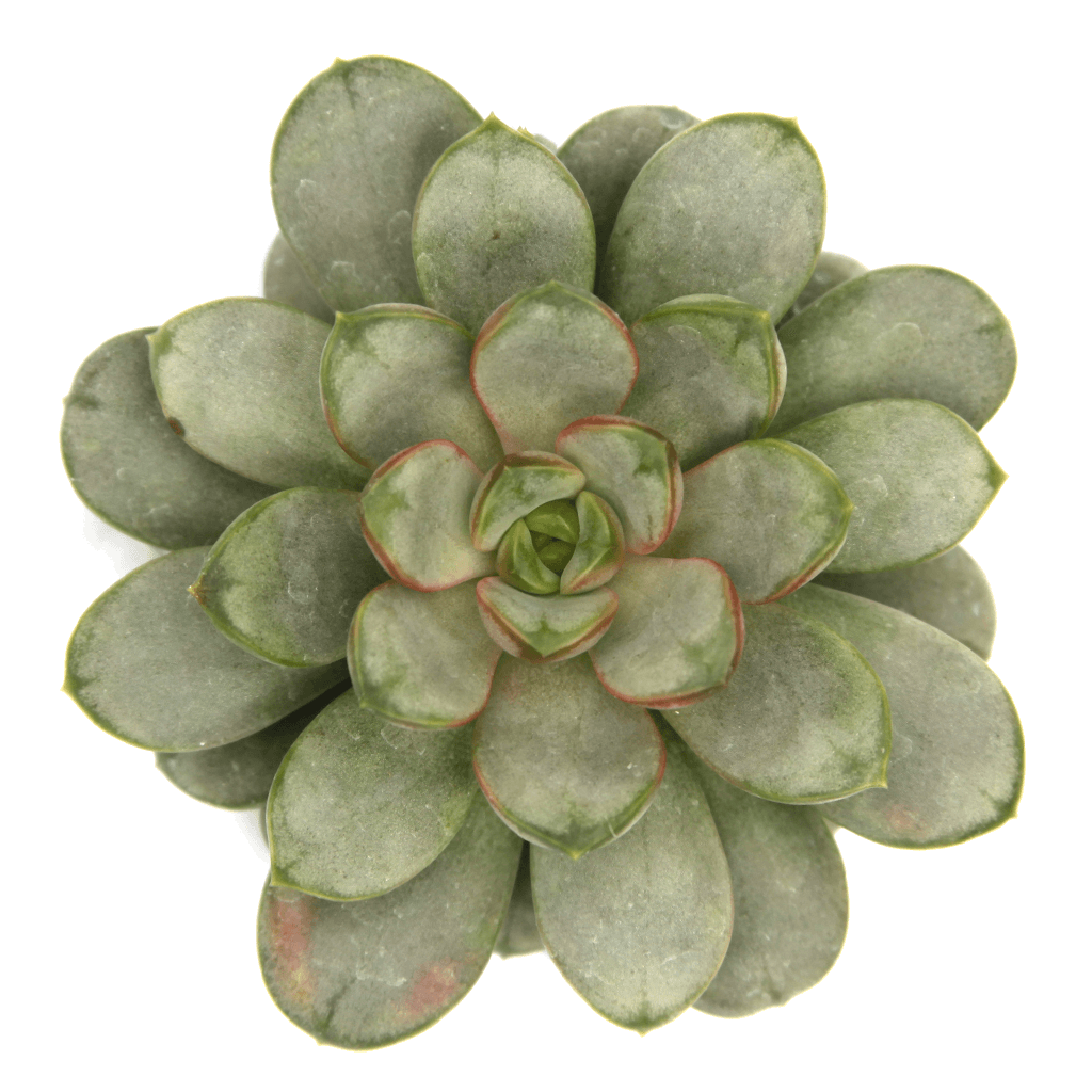 Graptoveria amethorum
