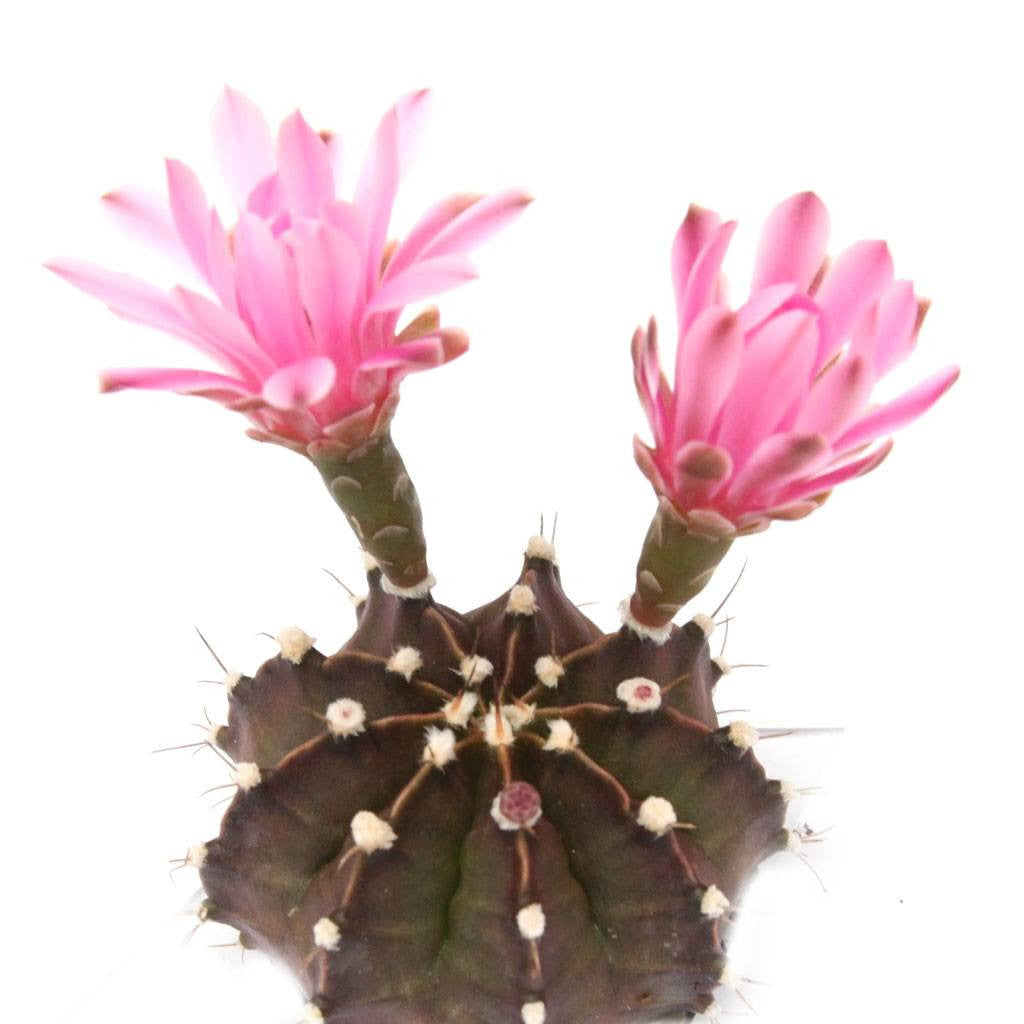 Gymnocalycium friedrichii 'Purple Moon Cactus'