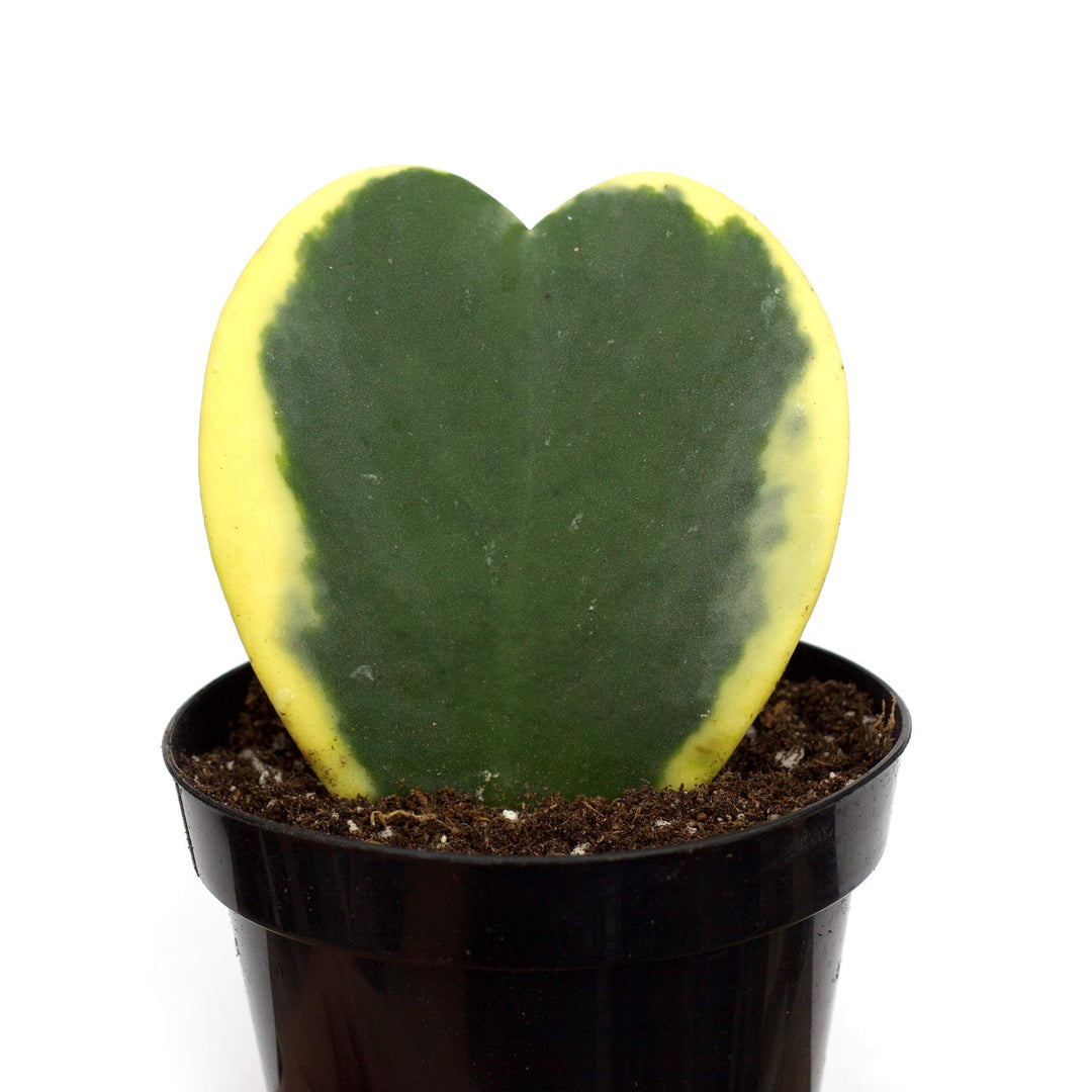 Hoya kerrii variegata 'Heart Leaf'