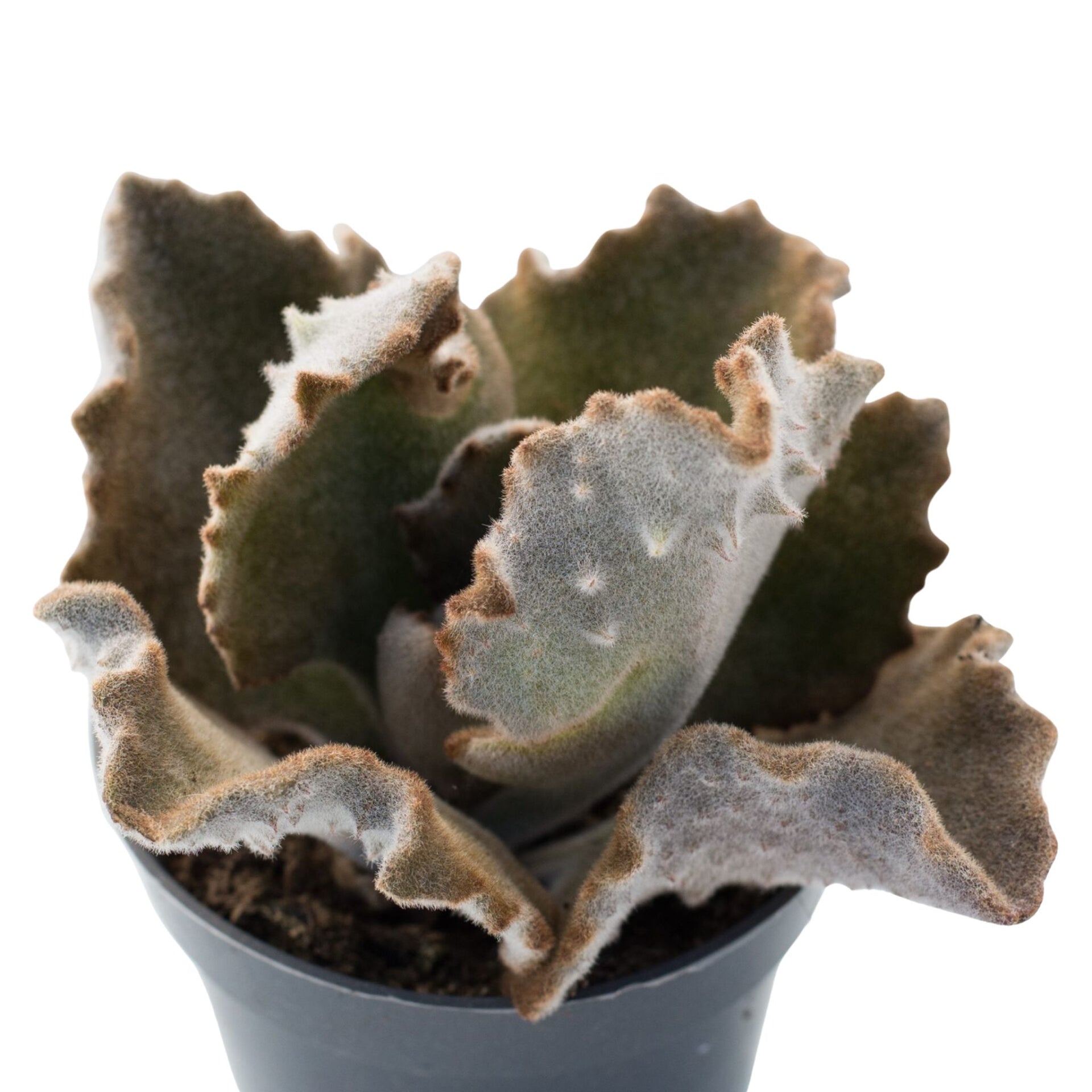 fang succulent care Kalanchoe beharensis 'Fang'
