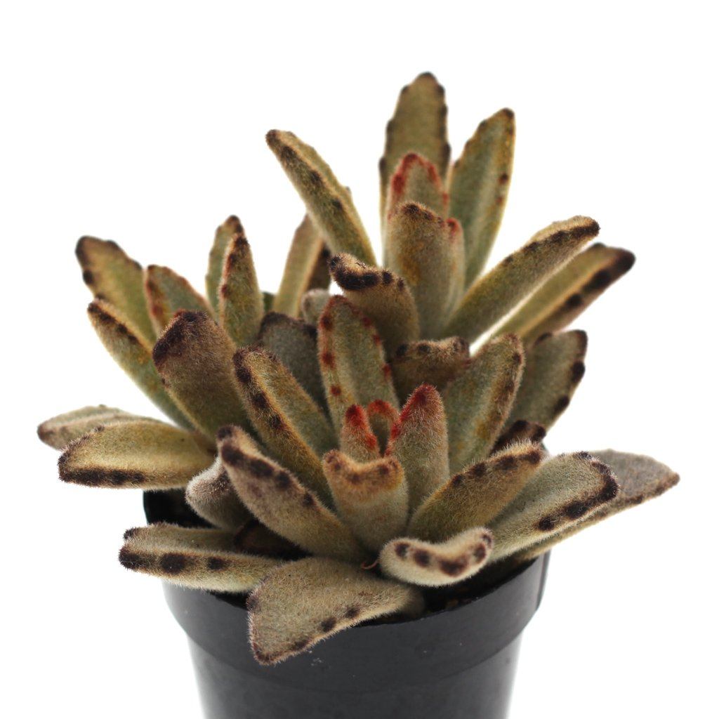chocolate soldier plant indoor Kalanchoe tomentosa 'Chocolate Soldier'