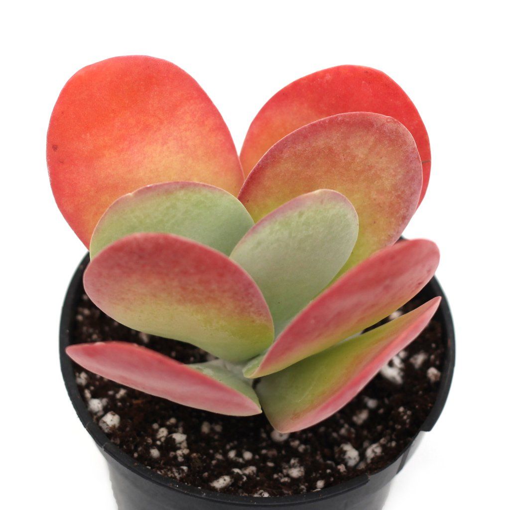 red paddle succulent Kalanchoe luciae 'Paddle Plant'