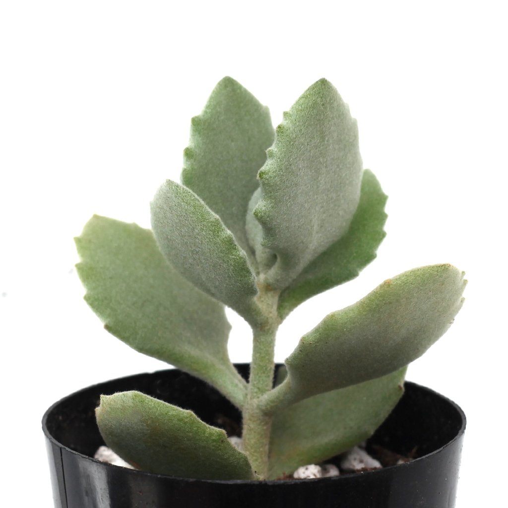 kalanchoe millotii succulent Kalanchoe millotii