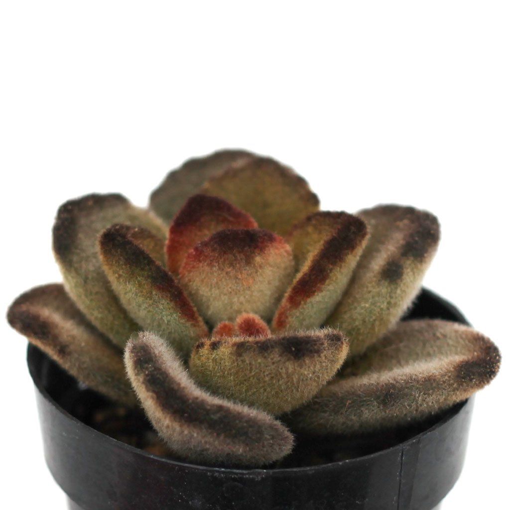 teddy bear succulent care Kalanchoe tomentosa 'Teddy Bear'