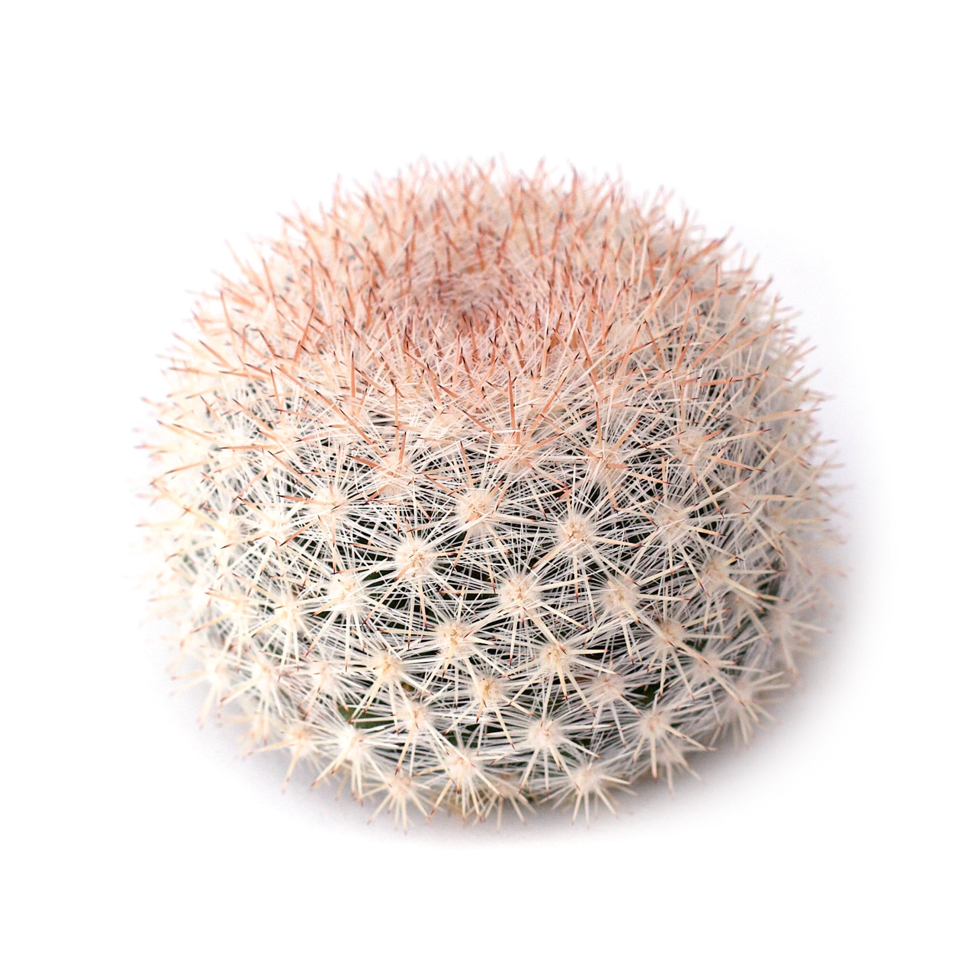 Mammilloydia candida 'Snowball Cactus'