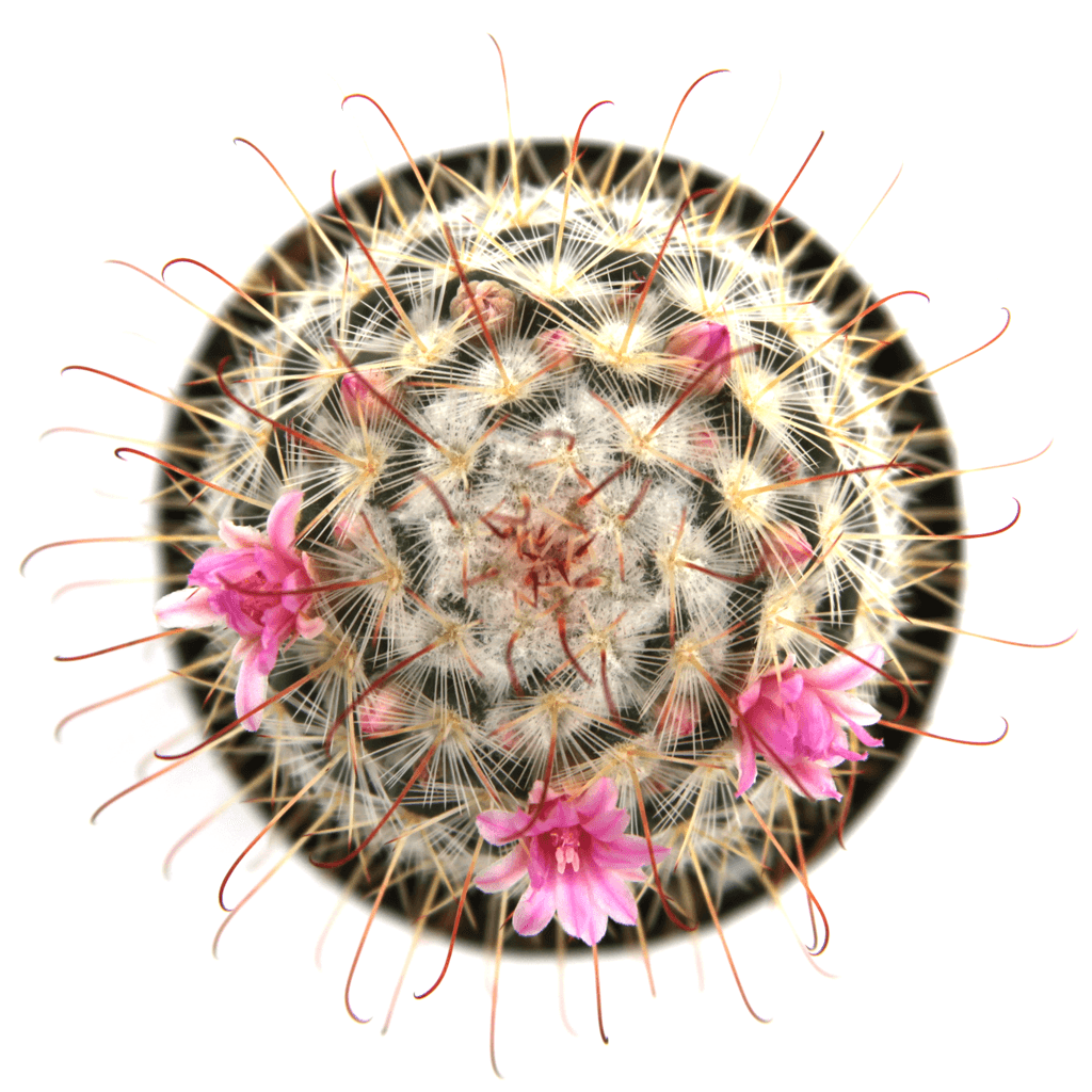 Mammillaria bombycina 'Silken Pincushion'