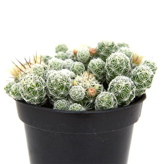 Mammillaria fragilis 'Thimble Cactus'