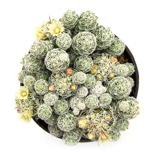 Mammillaria fragilis 'Thimble Cactus' – Leaf & Clay