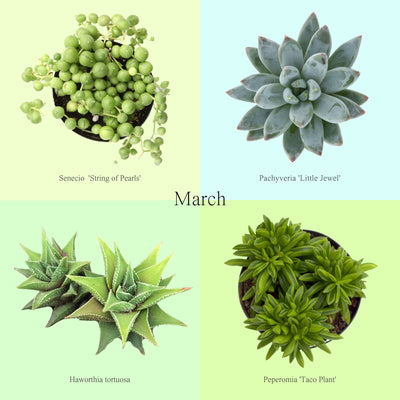The Succulent Club - Monthly Subscription
