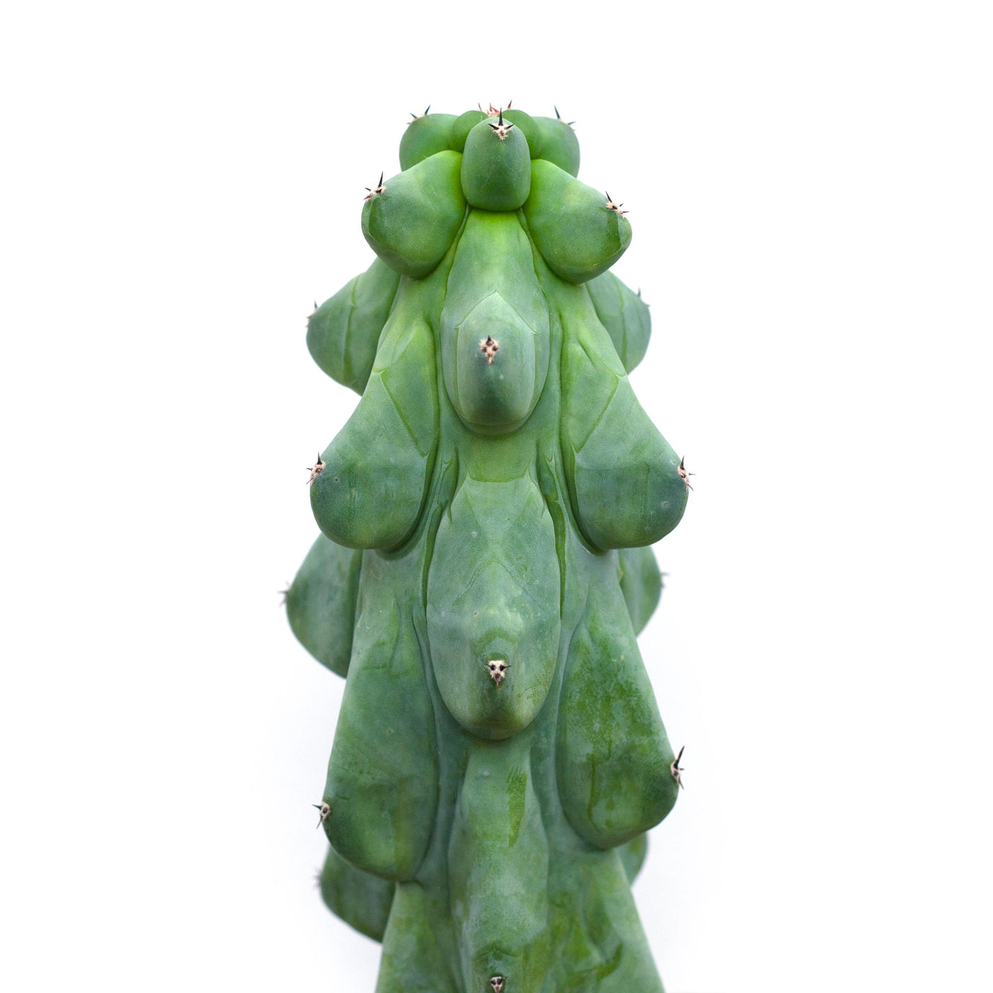 Myrtillocactus 'Boobie Cactus'