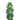 Myrtillocactus geometrizans 'Boobie Cactus'