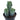Myrtillocactus geometrizans - Blue Candle