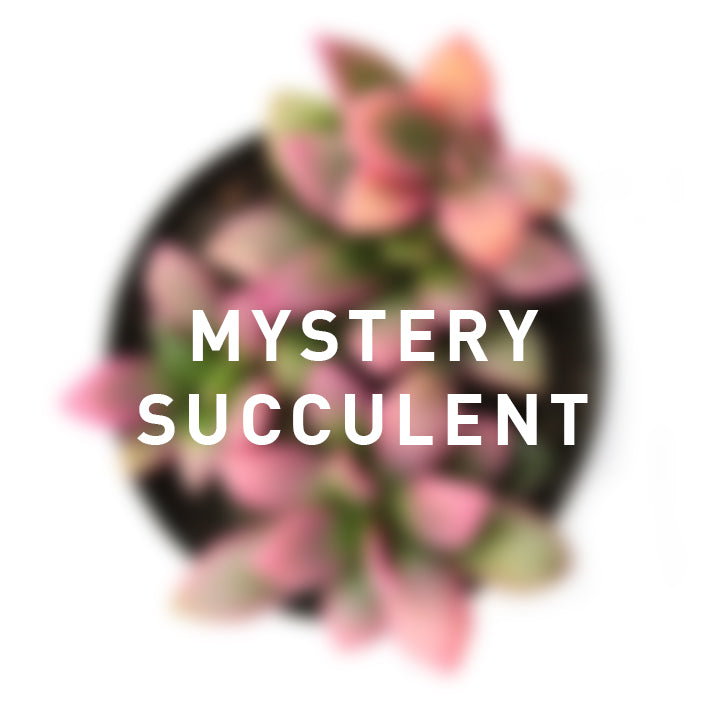Mystery Succulent