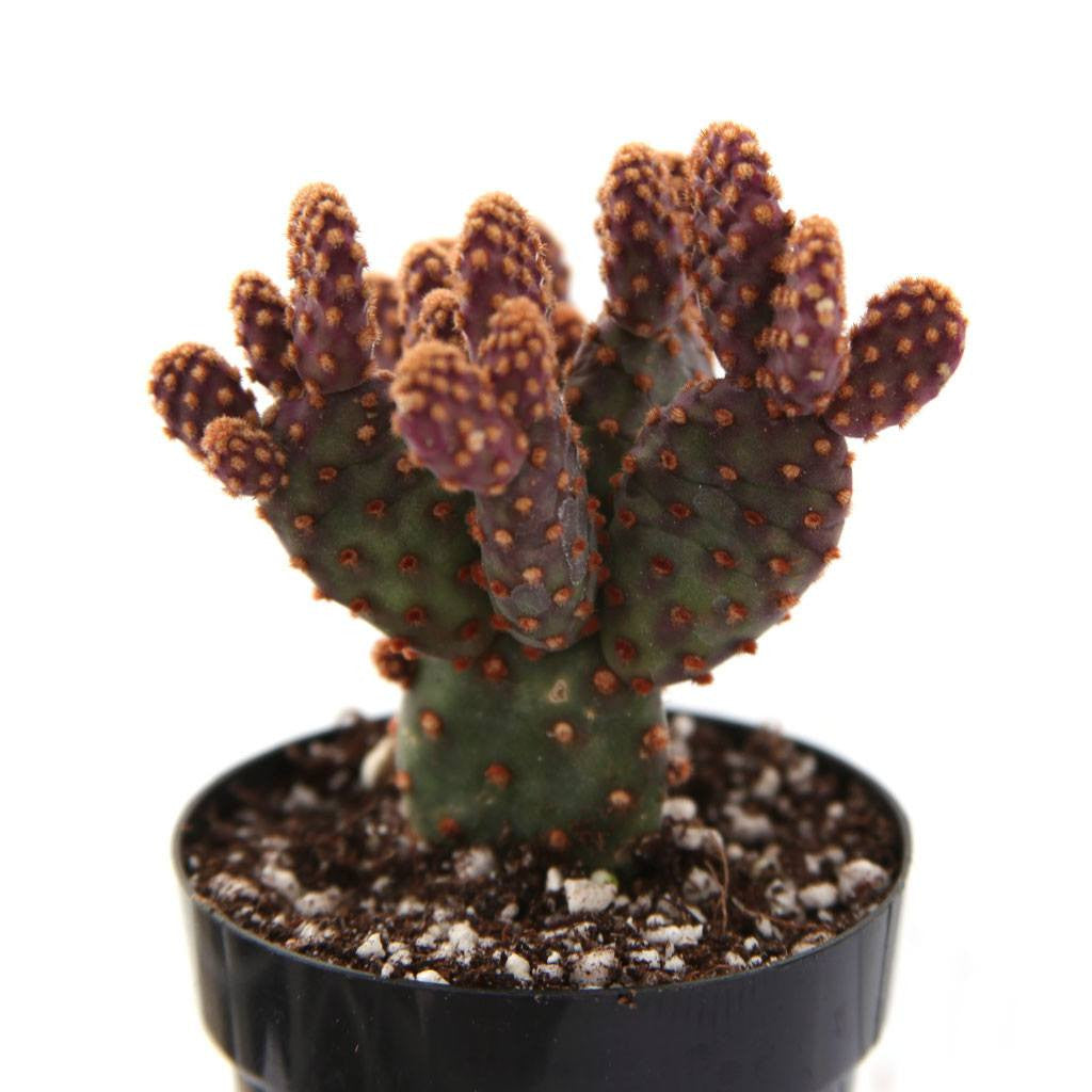 Opuntia rufiada minima 'Mini Cinnamon Cactus'